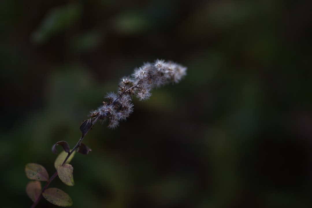 A close up of a flower with a blurry background