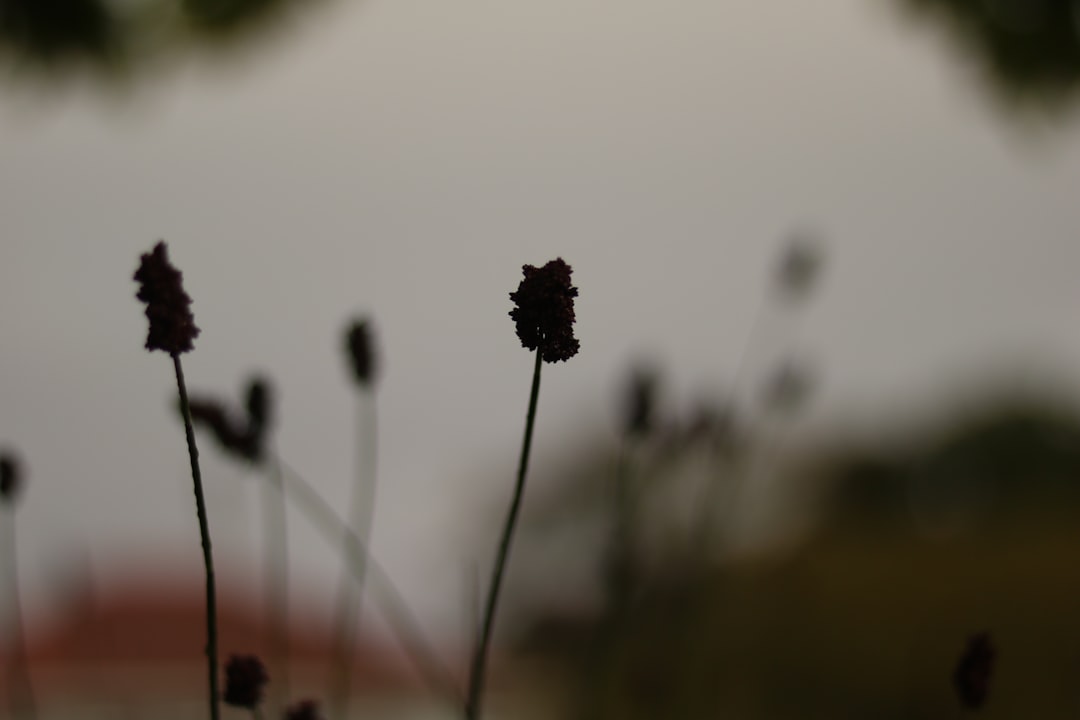 a close up of a plant with a sky in the background
