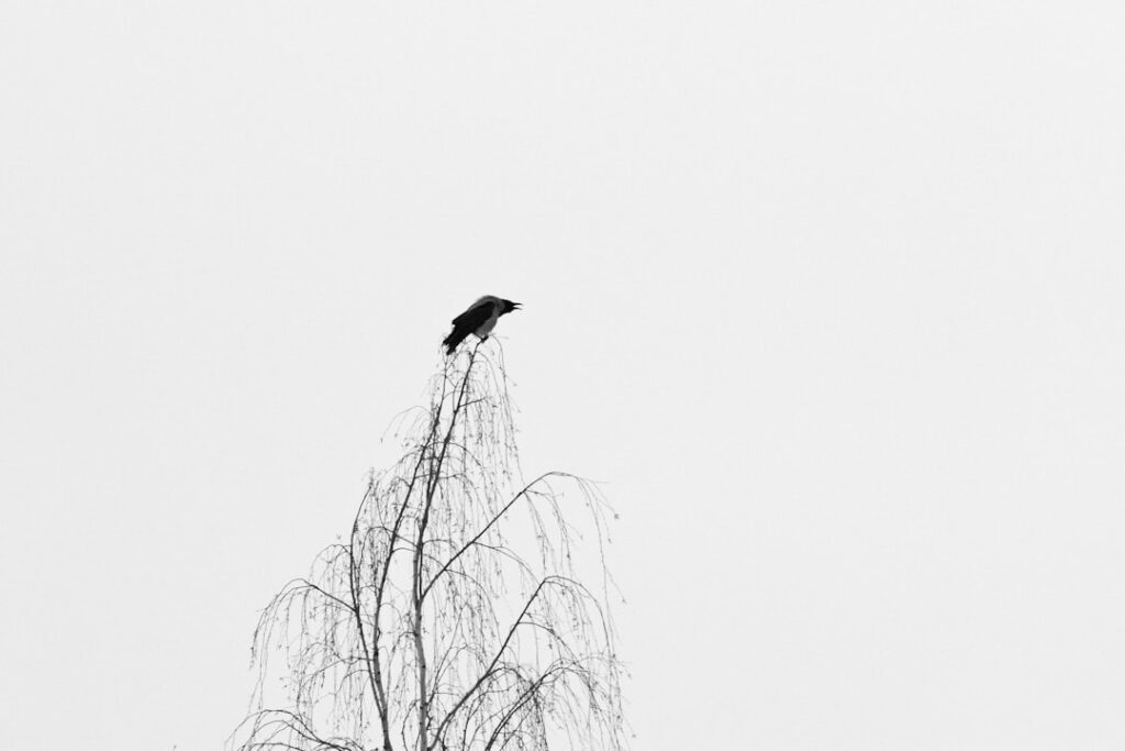 black bird on bare tree during daytime